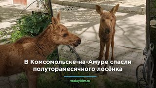В Комсомольске-на-Амуре спасли полуторамесячного лосёнка
