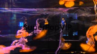 Hyperlapse, Pan Pacific Sea Nettle Jellyfish Are Display...