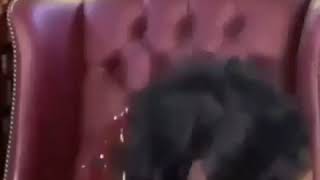 jasmine masters coughing