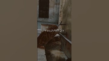 سورة القدر || ماهر المعيقلي|| #quran