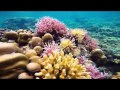 Wonderful Reefs - El Nido Snorkling - Part 1