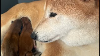 Jippo the Shiba live! 3