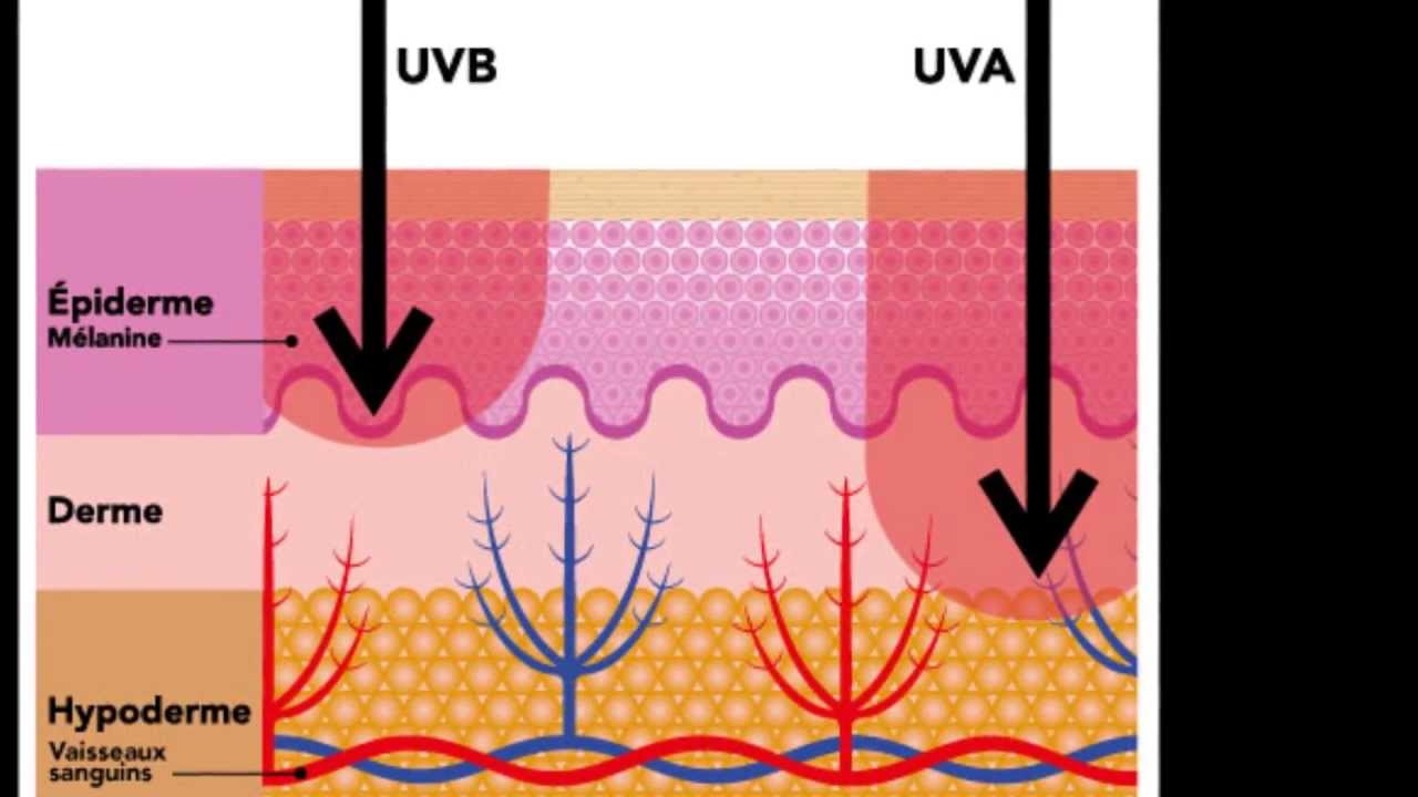 Под действием ультрафиолетовых лучей у человека появляется. Воздействие УФ излучения на кожу. Влияние ультрафиолетового излучения на кожу. Ультрафиолетовое излучение воздействие на кожу. Влияние УФ лучей на кожу.
