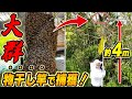 Capturing Swarm Of Japanese Honeybees With Laundry Pole And Net Capturing Swarm Of Japanese Honeybees With Laundry Pole And Net