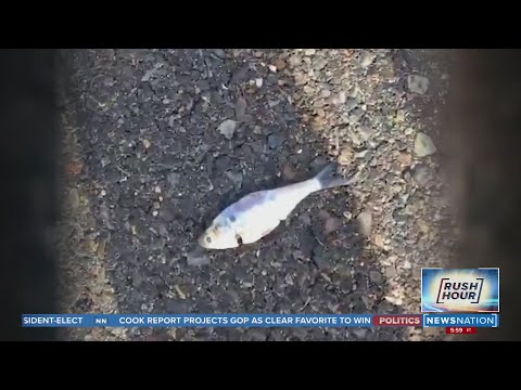 Fish fall from the sky during rainstorms in eastern Texas | Rush Hour