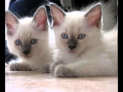 free ragdoll kittens youtube