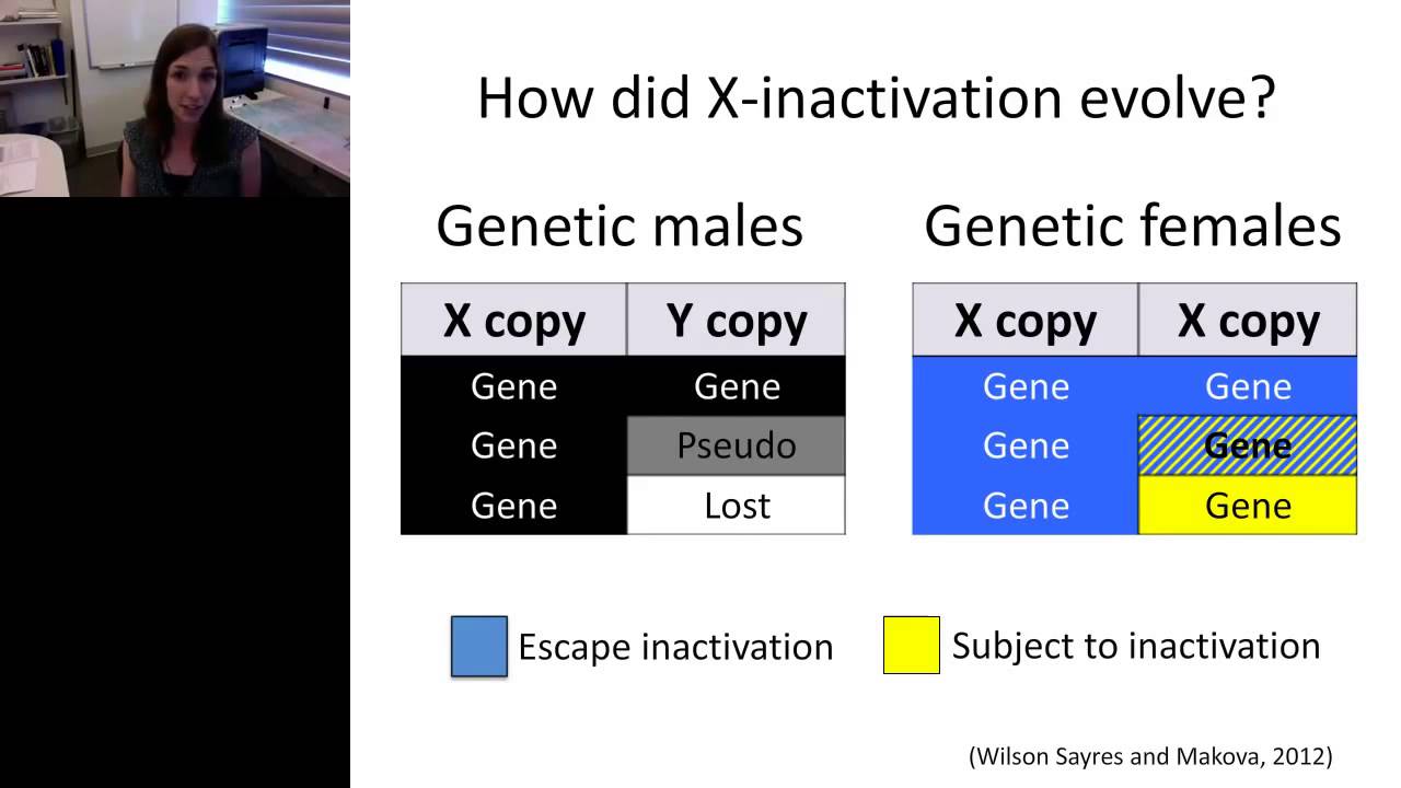 Melissa Wilson Sayres - Population genomics of sex chromosome evolution