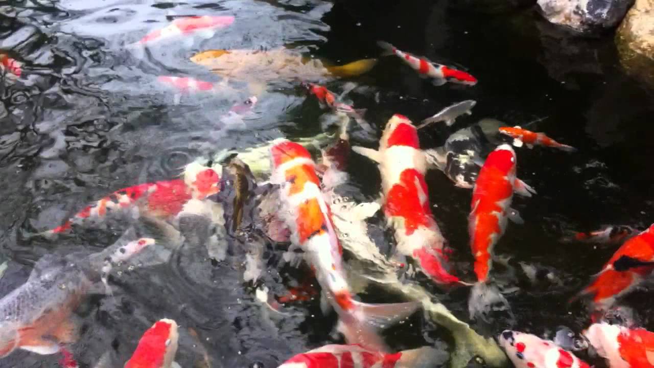 michael koi pond - YouTube