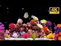 🧘&zwj;♂️ 4K Aquarium Ambience No Music | Stunning Underwater Calm for Hours