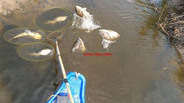 Fishing Fish || Cận Cảnh Kích Cá Hút Tận Vợt Đẹp Như Mơ | Hương Tràm U Minh