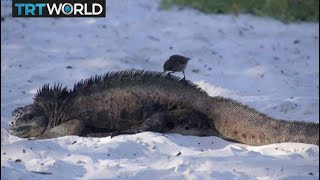 Galapagos Iguanas Scientists Reintroduce Land Iguanas To Santiago