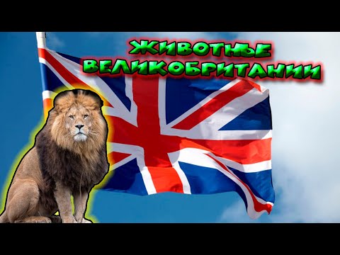 Животные Великобритании / Animals of Great Britain