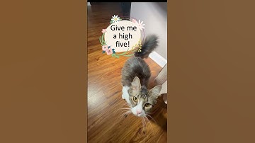 Kitten Gives a High Five  #cute #funny #catnip