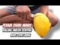 Coba Mangga Mengkal Jenis Ini Manis Banget - Mangga Cepat Buah