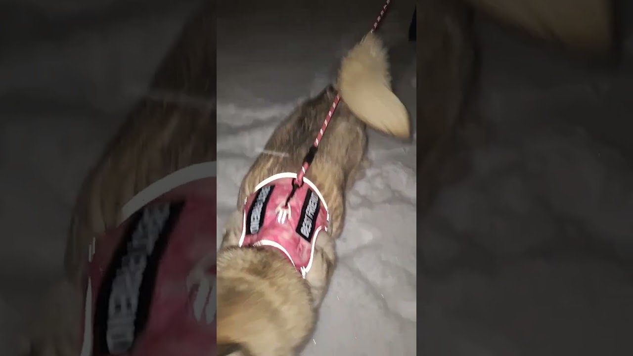 CM Stars🚜🐥Down On The Farm🐔