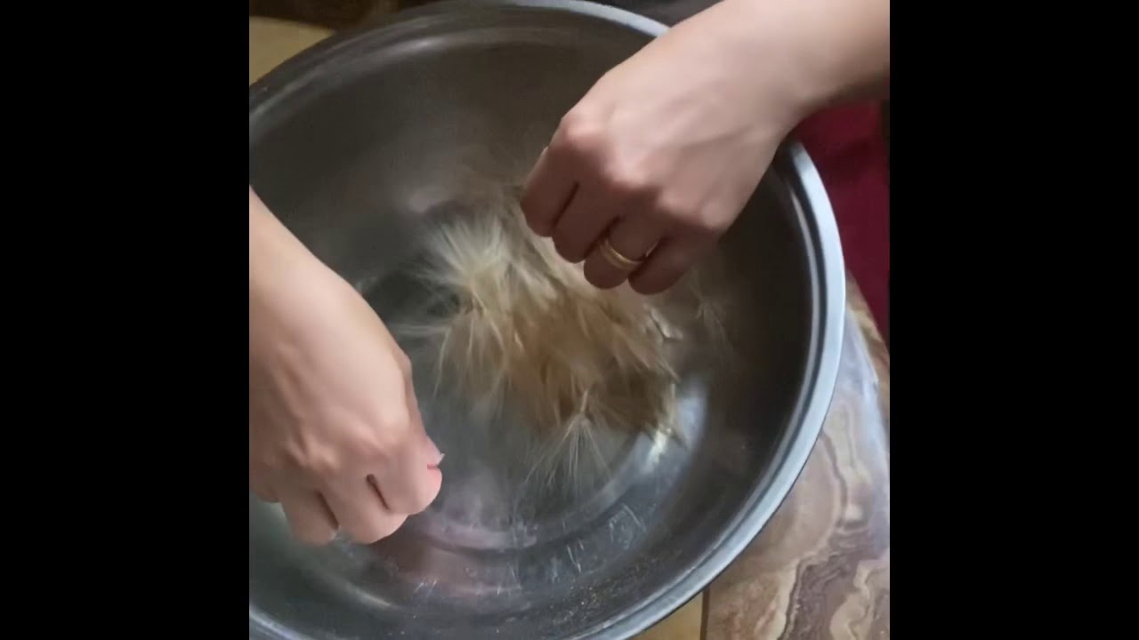 Harvesting Adenium (Dessert Rose) Seed from Matured Seed Pod