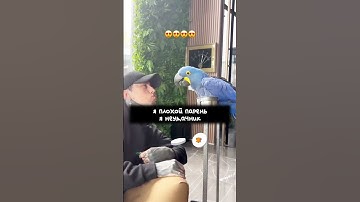 #FallingInReverse #BadGuy #Saraya #Lyrics #LyricVideo  #AltRock #Metalcore #RockFans  #USMusic2025