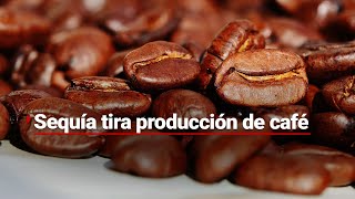 ¿Ya no habrá buenos días? Sequía tira producción de café en Veracruz