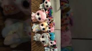 All of my Beanie Boo cats!