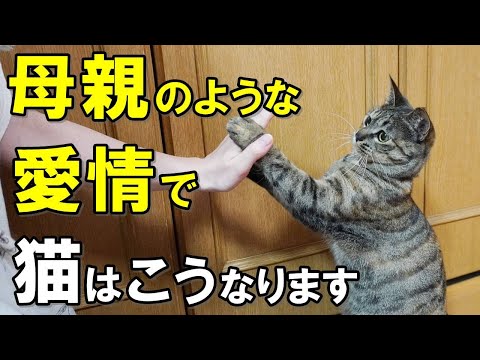 【愛情たっぷり注いだ結果…】母親のような人に育てられた猫の特徴８選【保護猫】