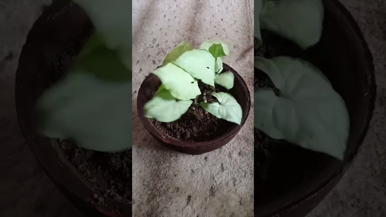 How To Grow Extra Fruits Seeds |Discussion with Gardening Channel | 🌻Neverstopgrowing 🌷 |