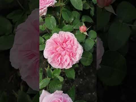 Купить Розу Миранда В Самаре