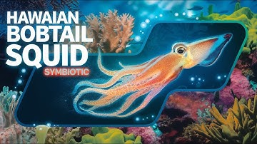 The Symbiotic Light Production of the Hawaiian Bobtail Squid