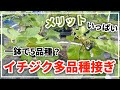 【イチジク】多品種接ぎのイチジクは、１年後こうなった