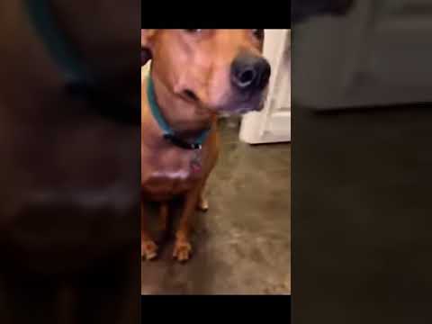 Guilty Scooby Do