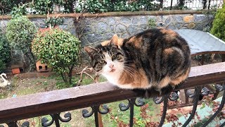 pics Walter Santi Cats Turkey walter santi youtube channel analytics