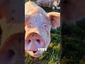 Pigs Are Natural Truffle Hunters, BUT…!