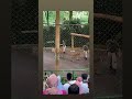 Sirkus di taman safari #tamansafari #sirkus
