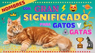 NOMBRES CON GRAN SIGNIFICADO PARA GATOS Y GATAS by LINA CAT 9,085 views 2 years ago 7 minutes, 10 seconds