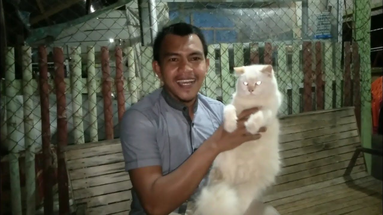 kucing Persia - YouTube