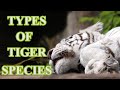 Types of Tigers in the World | Animal Globe
