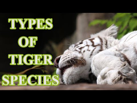 Video: How Many Types Of Tigers Are There