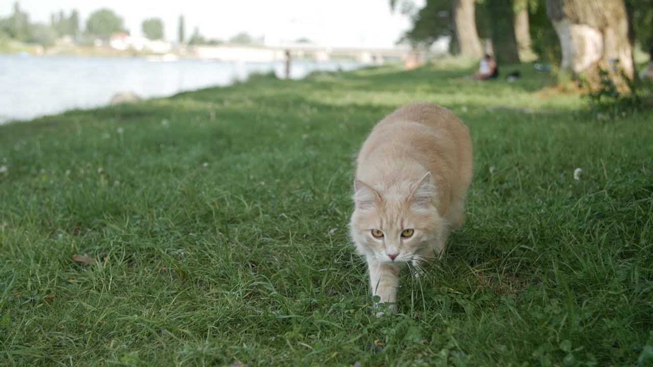 Kann Man Mit Wohnungs Katzen Spazieren Gehen