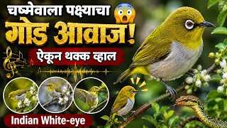 चष्मेवाला पक्षी माहिती | Indian White Eye Bird Information in Marathi | Chashmewala Pakshi Mahiti
