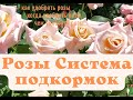 Схема подкормки роз