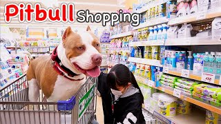 AMERICAN PITBULL TERRIER Shoping in a Pet Shop Japan