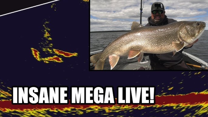 How to Catch BIG Trout Using Jigs and MEGA Live Imaging 