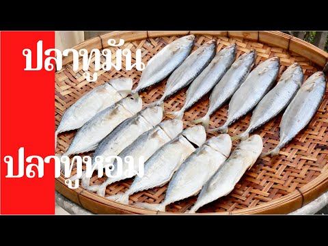 วิธีทำฉู่ฉี่ปลาทูกินเองที่บ้านง่ายๆ สูตรนี้ทำขายได้เลย Mackerel in Thai Red Curry Recipe. 