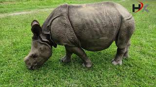 Baby Rhino in Sauraha Chitwan