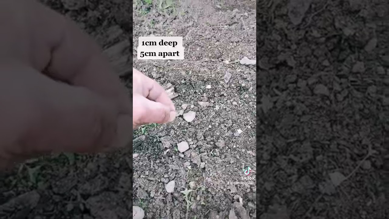 Beginners How to Grow Organic Carrots 🥕