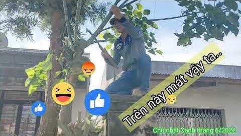 Chủ nhật Xanh - Chung tay xây dựng và bảo vệ môi trường | #ydamtv