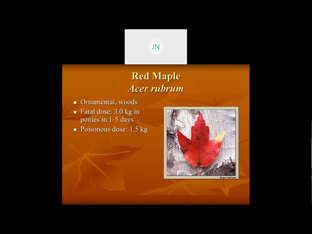 Red Maple Poisoning