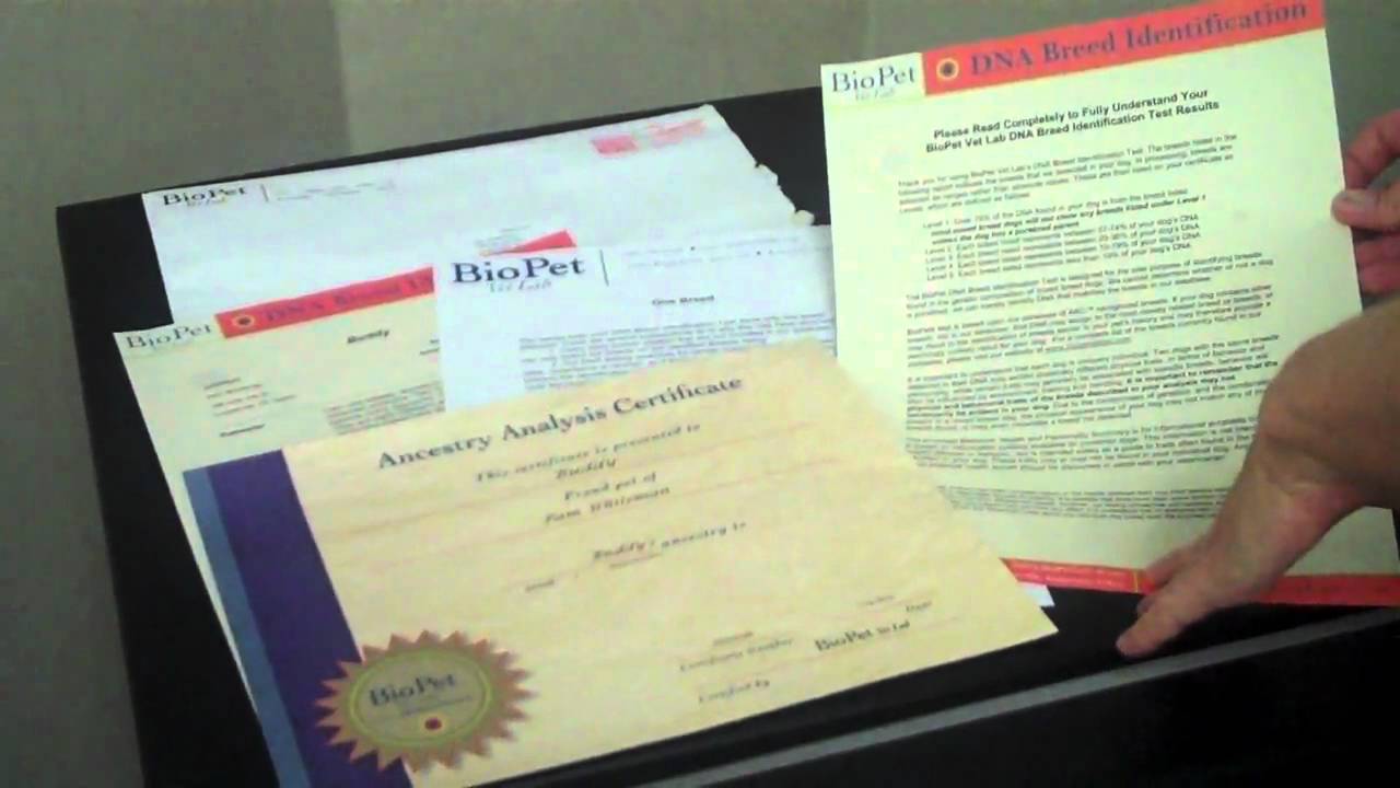 breed dna test