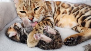 Mother Cat Forces her little kittens to get Cleaned