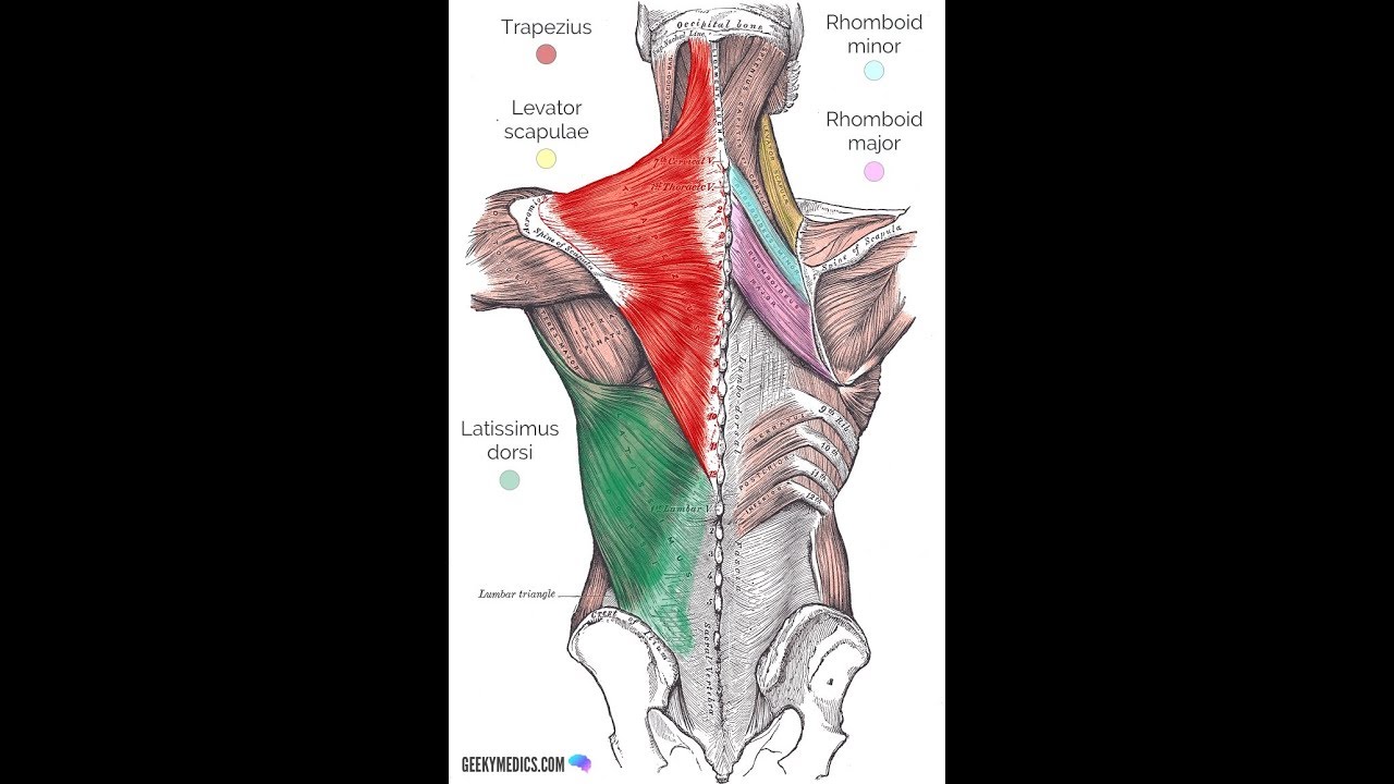 back muscles - pectoral region - scapula لسنه اولي علاج طبيعي