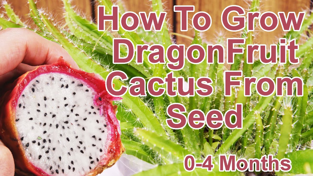 dragon fruit plant from seed